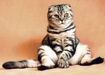 Training Your Cat May Save Its Life - Paw's Corner