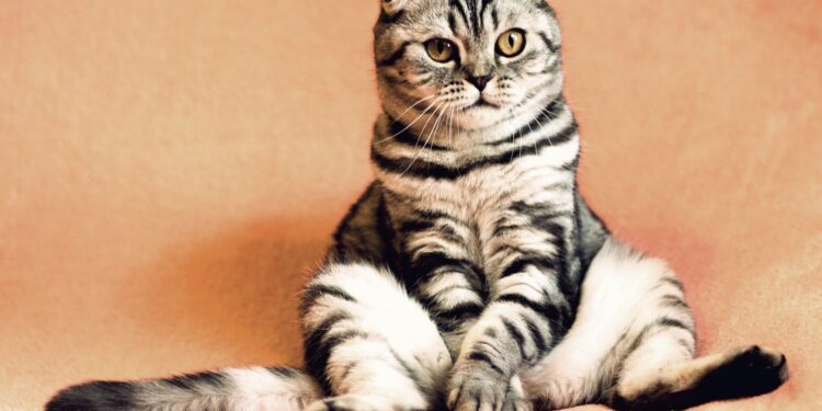 Training Your Cat May Save Its Life - Paw's Corner