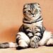 Training Your Cat May Save Its Life - Paw's Corner