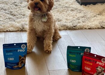 CBD products can help your pet cope with travel stress.