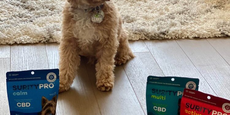 CBD products can help your pet cope with travel stress.