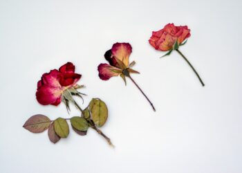 Drying and Preserving Flowers