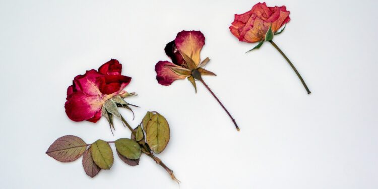 Drying and Preserving Flowers