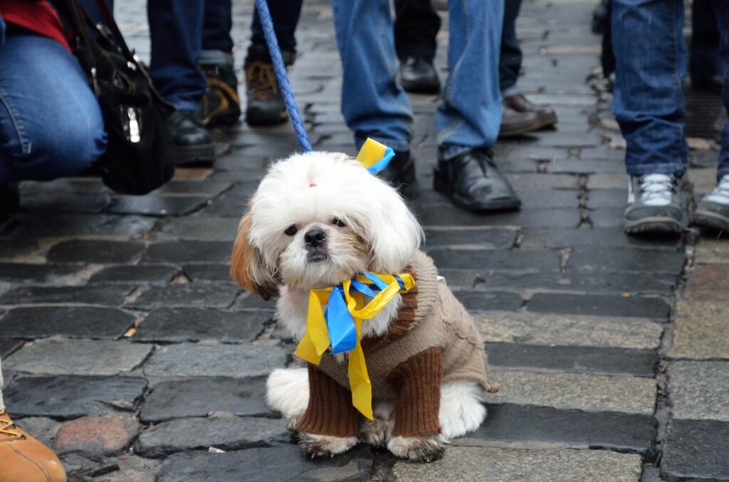 How to Help Pets Fleeing Ukraine Find Safe Haven