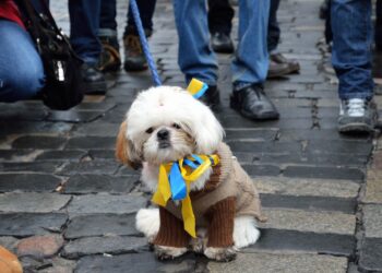 How to Help Pets Fleeing Ukraine Find Safe Haven