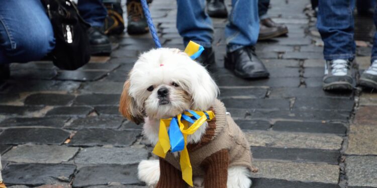 How to Help Pets Fleeing Ukraine Find Safe Haven