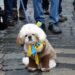 How to Help Pets Fleeing Ukraine Find Safe Haven