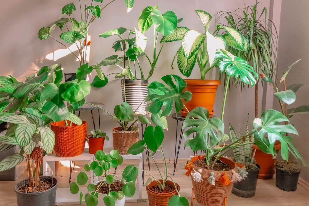 Keep your houseplants green by doing this