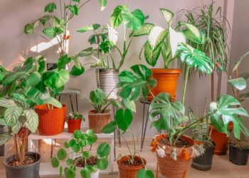 Keep your houseplants green by doing this