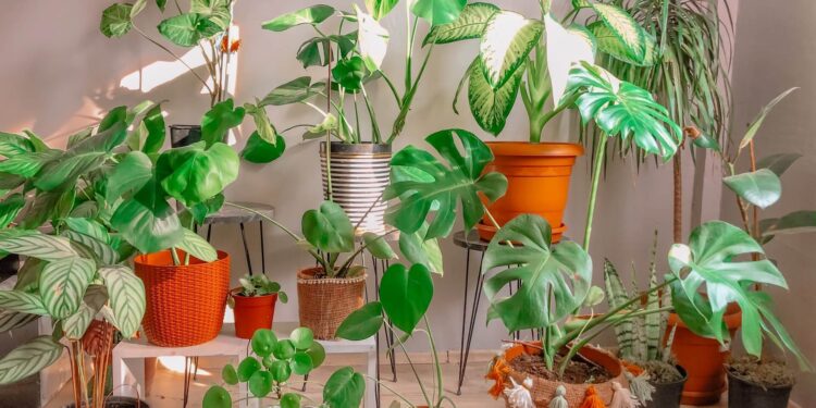 Now Here’s a Tip - Keep your houseplants green by doing this | Dimple Times