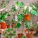 Keep your houseplants green by doing this