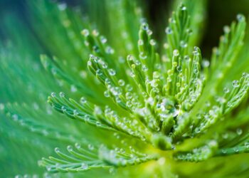 Nature’s Touch - Poetry