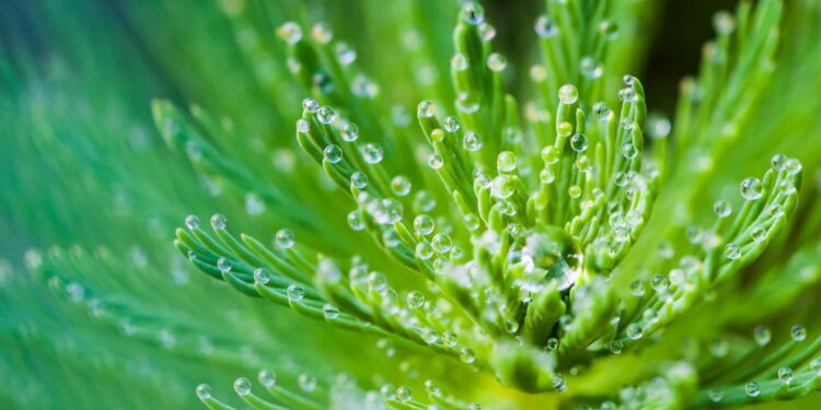 Nature’s Touch - Poetry