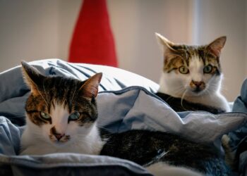 Surrendering a Pet - Paw's Corner