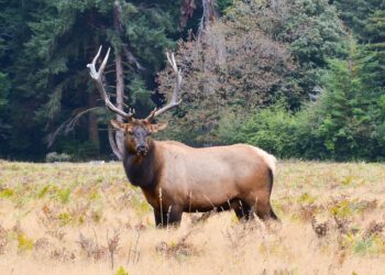 WORD GAME: Sounds Delicious