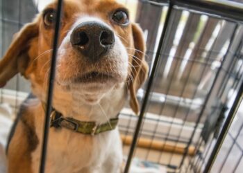 Avoid Predatory Loans From Some Pet Stores - Paw's Corner