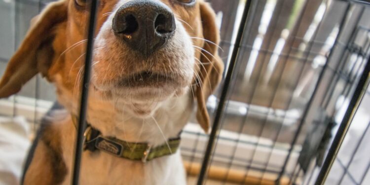 Avoid Predatory Loans From Some Pet Stores - Paw's Corner