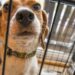 Avoid Predatory Loans From Some Pet Stores - Paw's Corner