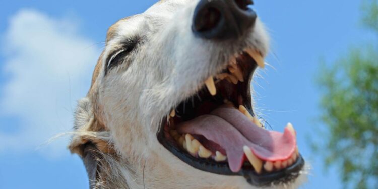 Dog Bitten in Snout Keeps Licking Wound