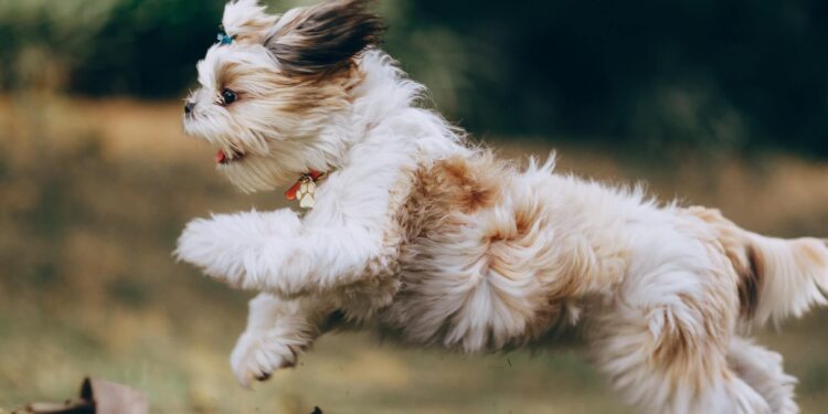 How to keep your dog healthier for longer