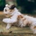How to keep your dog healthier for longer