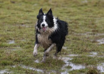 Social Media a Bad Idea When Rehoming Pets