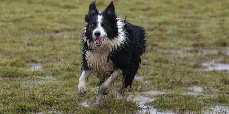 Social Media a Bad Idea When Rehoming Pets