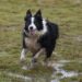 Social Media a Bad Idea When Rehoming Pets
