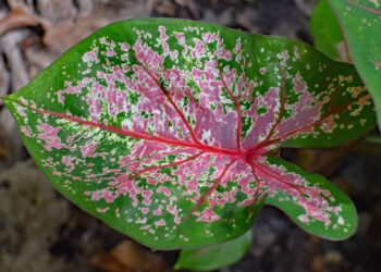 Summer bulbs, summer beauty, summer fun