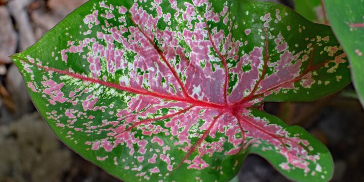 Summer bulbs, summer beauty, summer fun