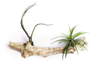 Tillandsia Airplant