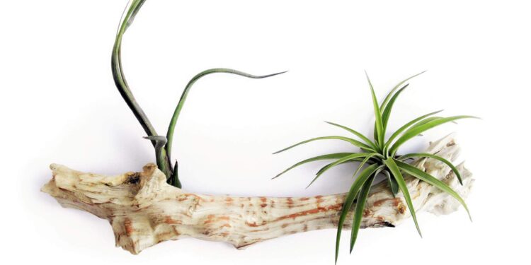 Tillandsia Airplant