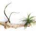 Tillandsia Airplant