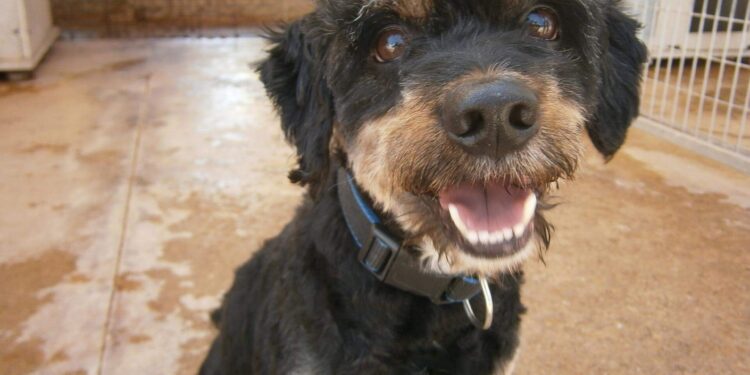 Volunteer to show your love for animals