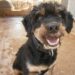 Volunteer to show your love for animals