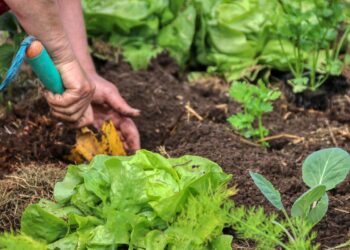 Is it time to plant your own "Victory Garden"?