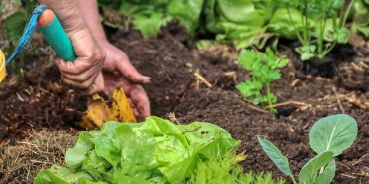 Is it time to plant your own "Victory Garden"?