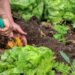 Is it time to plant your own "Victory Garden"?