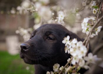 Image by Audrius Vizbaras