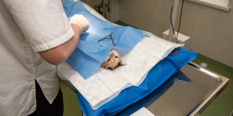 Veterinarian wait times keep getting longer