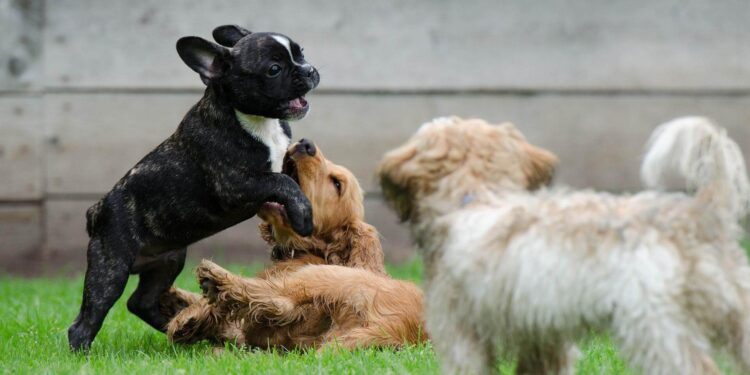 Young Puppy Just Can't 'Hold It'
