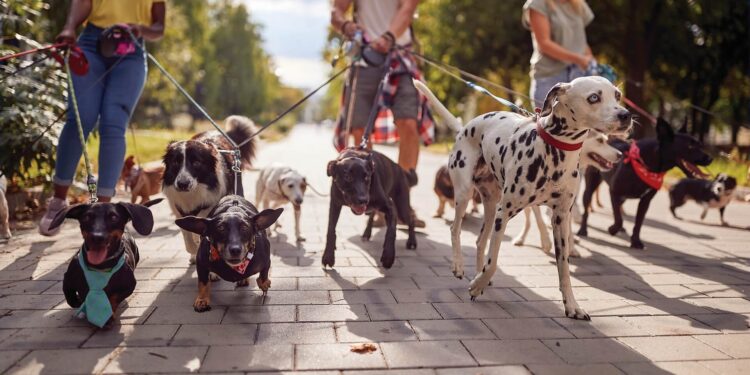 Keep pets safe all Summer long