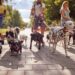 Keep pets safe all Summer long