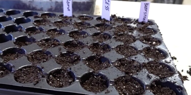 Tips to start or expand your garden and make it thrive