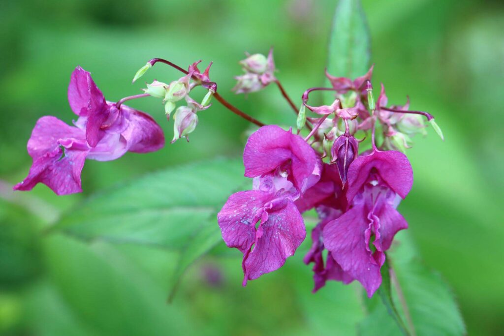 Adding flair to your garden with balsam flowers