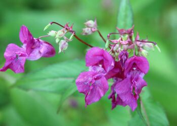 Adding flair to your garden with balsam flowers