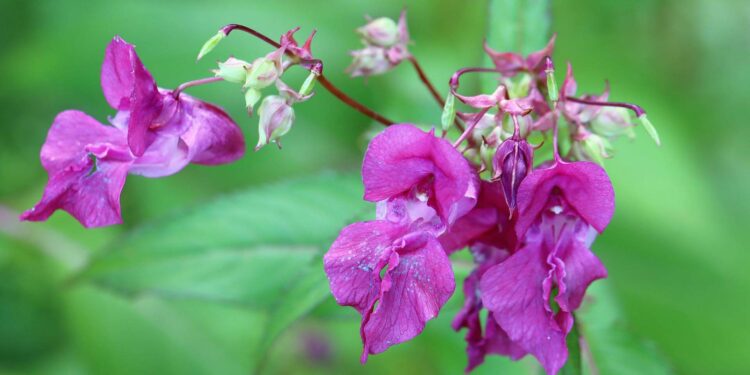 Adding flair to your garden with balsam flowers