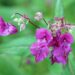 Adding flair to your garden with balsam flowers