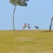 Dog days of summer?