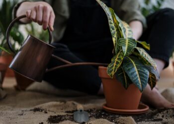 How to protect your plants from the heat